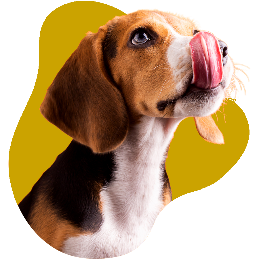 A doggy licking lips
