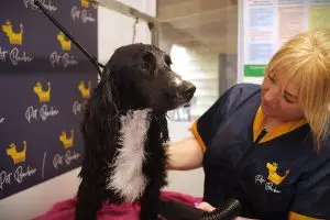 Pet grooming dog wash