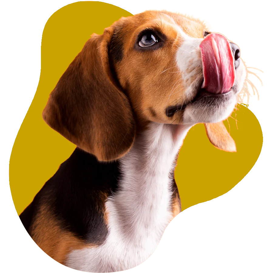 A doggy licking lips